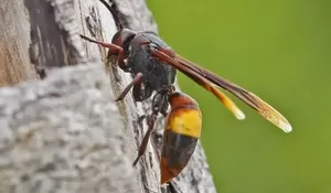 Tragedi Sengatan Tawon Vespa di Jombang, Balita 3 Tahun Meninggal Dunia, Ibu dan Nenek Terluka