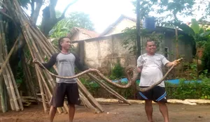 Hendak Memberi Makan Ikan di Kolam, Warga Ciseeng Malah Temukan Ular Sanca Kembang dengan Panjang 4 Meter