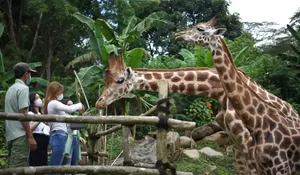 Harga Tiket Masuk Taman Safari Bogor Kini Jadi Rp275 Ribu untuk Offline dan Rp265 Ribu untuk Online, Berlaku Sampai 7 Jamuari!