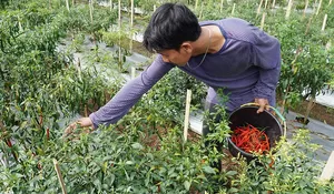 Melihat Panen Cabai di Kota Bogor, Kolaborasi Pemkot Bareng Warga di tengah Keterbatasan Lahan Pertanian