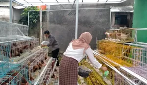 PKBM Bakti Nusa Ajak Para Siswa Budidaya Ayam Petelur