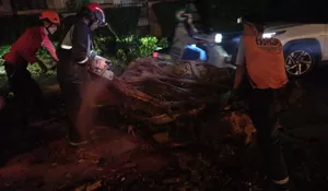 Pohon Tumbang Timpa Kabel Listrik hingga Putus di KPP IPB Baranangsiang Bogor