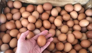 Masih Tinggi, Harga Telur di Kota Bogor Tembus Rp26 Ribu per Kilogram