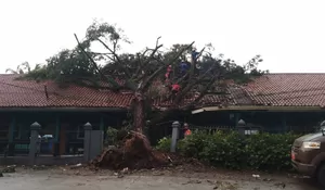 Angin Kencang, Pohon Trembesi Tumbang Timpa Puskesmas Gunungsindur