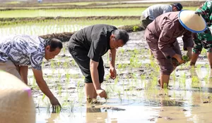 Musim Tanam Terlambat Dampak El Nino, Kabupaten Purwakarta Pede Target Produksi Padi Meningkat