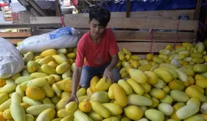 Favorit buat Buka Puasa, Timun Suri Bikin Omzet Pedagang di Pasar Kebonkembang Bogor Meningkat