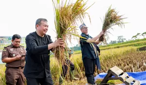 Kejar Target Ribuan Ton Beras di 2024, Pemkab Purwakarta Kebut Benahi Infrastruktur Pertanian