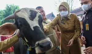 Simak Nih! Ini Cara Memilih Hewan Kurban yang Baik dan Sesuai Syariat Islam untuk Hari Raya Idul Adha