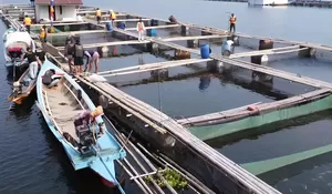 Budidaya Ikan Tawar di Waduk Jatiluhur Purwakarta jadi Andalan Produksi Jawa Barat