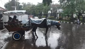 Cuaca Hujan, Kuda Delman di Situ Buleud Purwakarta Sepi Pengunjung