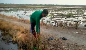 Gegara Hal Ini, Ratusan Hektar Sawah di Cibuaya Karawang Sudah Dua Kali Gagal Panen