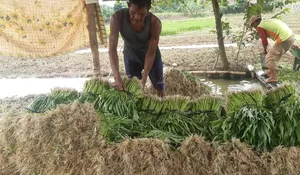 Bertani Masih Menjanjikan! Petani Kangkung di Purwakarta Bisa Raup Omzet Rp10 Juta per Bulan, Lho..