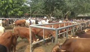 Antisipasi Hewan Ternak Terjangkit PMK Jelang Idul Adha 2024, Pemerintah Kabupaten Purwakarta Gencarkan Pemeriksaan