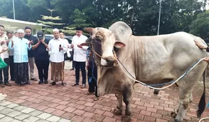 Ketua DPRD Rudy Susmanto Bagikan 48 Ekor Sapi Kurban dari Prabowo ke Warga Babakan Madang Bogor