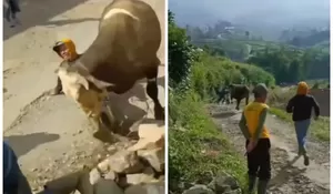 Seekor Sapi Terlepas dan Mengamuk Saat Hendak Disembelih untuk Kurban di Banjarnegara