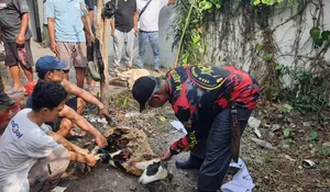 Idul Adha 1445 H, PWI dan SMSI Karawang Salurkan Daging Kurban buat Warga dan Wartawan
