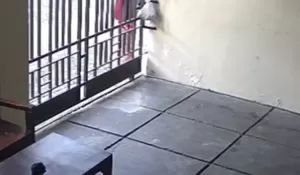 Emak-emak Curi Daging Kurban dari Pagar Rumah di Sidoarjo Berhasil Terekam CCTV