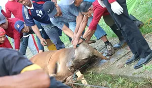 Peduli Sesama, RSUD Leuwiliang Bogor Potong 15 Ekor Hewan Kurban