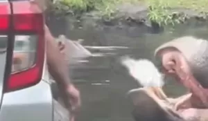 Kacau! Pengunjung Taman Safari Bogor Kasih Makan Sampah Plastik ke Kudanil