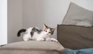 Jakarta Bakal Punya Pulau Kucing! Ini Konsep Uniknya ala Jepang