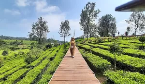 Hari Lingkungan Hidup, Agrowisata Gunung Mas Puncak Gelar Tanam Pohon