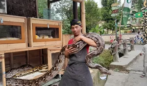 Kisah Solihin, Warga Caringin Tinggal Bersama Sepuluh Ular selama  13 Tahun, Ada yang Bobotnya sampai 112 Kilo