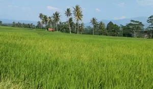 Jika Lambat Ditangani Saat Kemarau, Petani di Purwakarta Terancam Gagal Panen