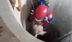 Dramatis! Petugas Damkar di Tuban Berhasil Evakuasi Kambing yang Tercebur ke Dalam Sumur Sedalam 20 Meter