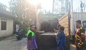 Detik-detik Aksi Kejar-kejaran Polisi dengan Maling Kerbau di Jalan Raya, Begini Endingnya