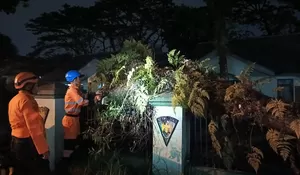 Bruk! Gak Ada Angin Hujan, Pohon Tumbang Timpa Pagar Yonif 315 Garuda Bogor