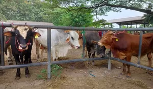 Lewat Program SIKOMANDAN, Kabupaten Purwakarta Klaim Sukses Tingkatkan Populasi Hewan Ternak