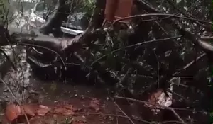 Mobil Dinas Tertimpa Pohon Tumbang, Rumah Dinas Camat Leuwiliang Porak Poranda Diterjang Angin Kencang