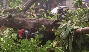 Pohon Besar di Jalan Riau Kota Bogor Tumbang Timpa Dua Mobil hingga Ringsek