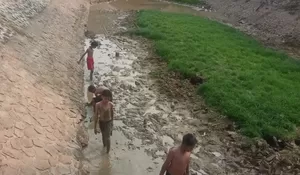 Alami Kekeringan Sejak April 2024, Situ Kamojing Karawang Dimanfaatkan Warga Cari Ikan dan Gembala Hewan Ternak