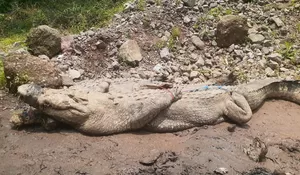 Penangkaran Buaya Cianjur Jebol, Ini Penjelasan Polisi