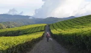 Rekomendasi Kebun Teh di Ciater yang Cocok untuk Healing di Akhir Pekan