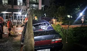 Pohon Setinggi 15 Meter Tumbang Timpa Mobil hingga Ringsek di Sebrang UIKA Bogor