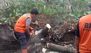 Banyak Pohon Lapuk Rawan Tumbang di Kota Sukabumi, BPBD Minta Warga Waspada saat Cuaca Ekstrem