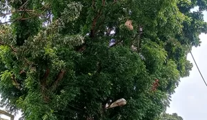 Keberadaan Sarang Tawon Raksasa Resahkan Warga, Sempat Ada yang Disengat saat Mandi