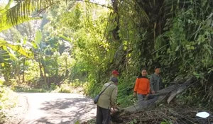 Pohon Aren Tumbang saat Cuaca Ekstrem, Jalan Cibuni Baros Sukabumi Lumpuh
