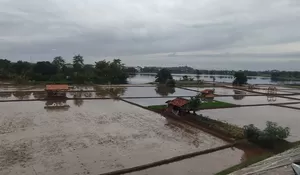 Mulai Masa Tanam Padi, Petani di Karawang Berharap Stok Pupuk Aman