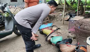 Polisi Gerebek Arena Sabung Ayam di Gunungputri, Belasan Motor dan Ayam Jago Jadi Barang Bukti