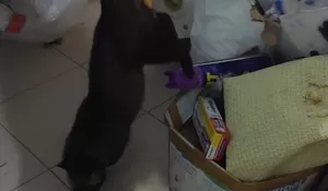 Pemilik Rumah Ketakutan Musang Bersarang di Atap, Damkar Turun Tangan Evakuasi Tengah Malam