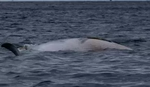 Heboh Bangkai Ikan Paus Ngambang di Perairan Geopark Ciletuh Sukabumi, Warga pun Was-was