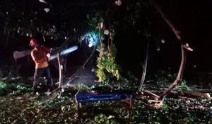 Sempat Tertutup Pohon Tumbang, Akses Jalan Malimping Cileungsi Sudah Dapat Dilalui