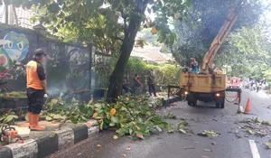 Antisipasi Bencana, Disperkim Sukabumi Pangkas Pohon di Jalan Protokol Palabuhanratu