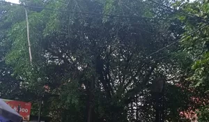 Monyet Liar Teror Kampung di Paledang Bogor, Makanan Warga hingga Pedagang jadi Incaran