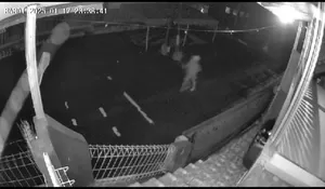 Warga Resah Marak Tawuran di Cijeruk Bogor, Terekam CCTV Tenteng Senjata Tajam