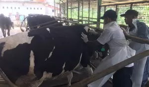 Ribuan Hewan Ternak di Bogor Disuntik Vaksin Antisipasi Wabah PMK