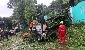 Pohon Setinggi 20 Meter Tumbang Timpa 6 Mobil dan 2 Motor di SMKN 3 Kota Bogor